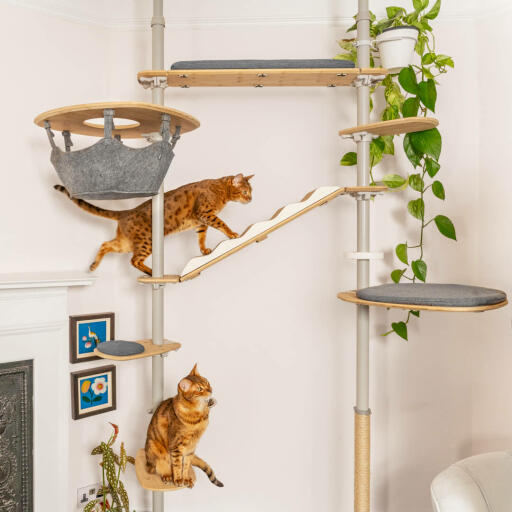 Indoor tree clearance for cats