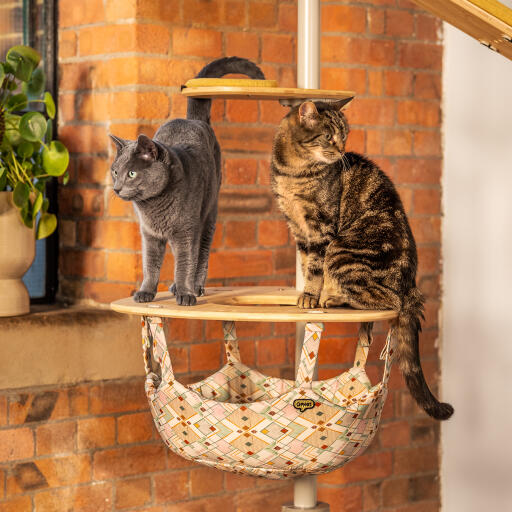 two cats standing on top of an indoor freestyle cat tree hammock