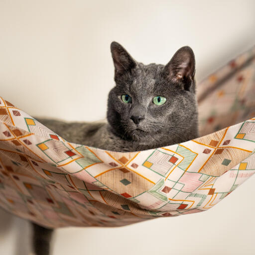 cat looking out from an indoor freestyle cat lounger