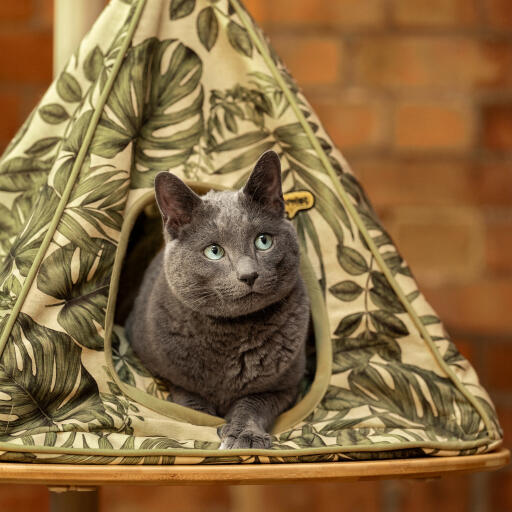 cat looking out from an indoor freestyle cat tipi