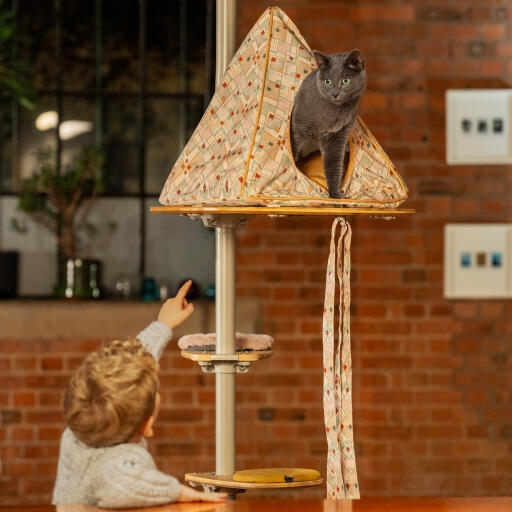 little boy reaching up to a cat in an indoor freestyle cat tipi