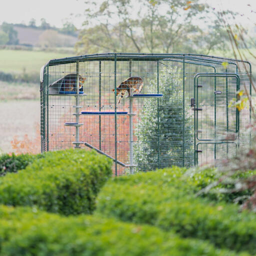 Outdoor Cat Tree