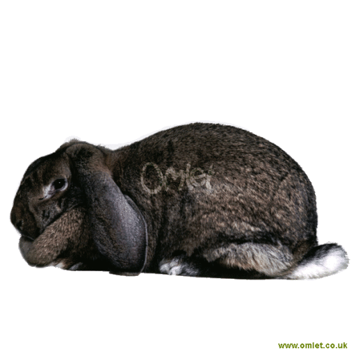 French Lop Rabbit