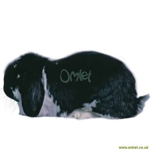 Chinchilla best sale french lop