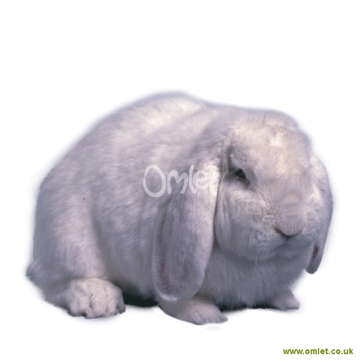 White Frenchlop Rabbit