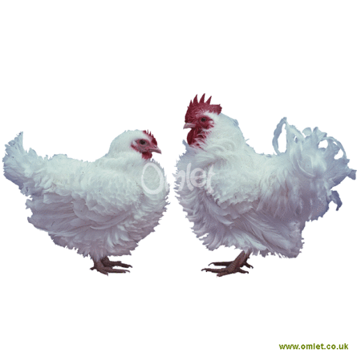 Frizzle Chickens Frizzle For Sale Chicken Breeds