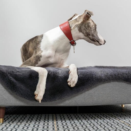 Dog laying in the topology dog bed and other dog playing around in the background