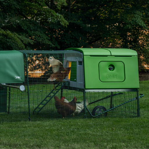 chickens in a coop run in the garden in early morning