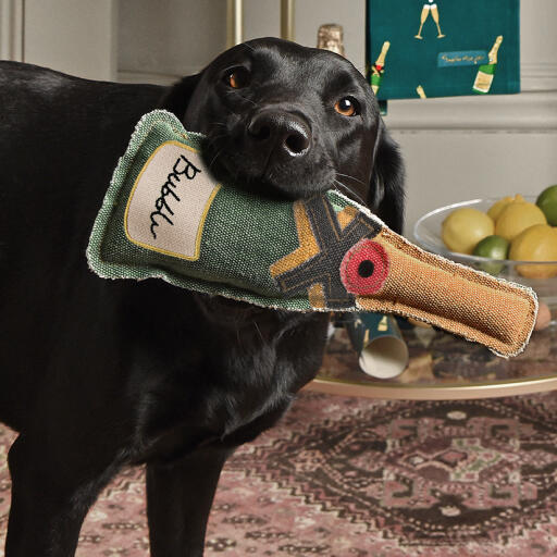 A Labrador holding the Bubbles & Fizz dog toy by Sophie Allport