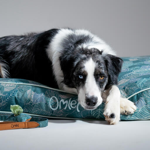 dog resting in a large cushion dog bed