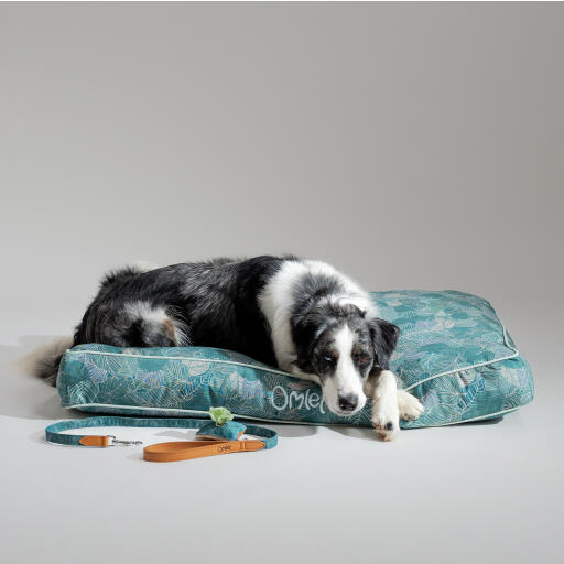 dog resting in a large cushion dog bed