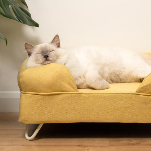 Memory Foam Bolster Cat Bed - Small - Mellow Yellow | Omlet