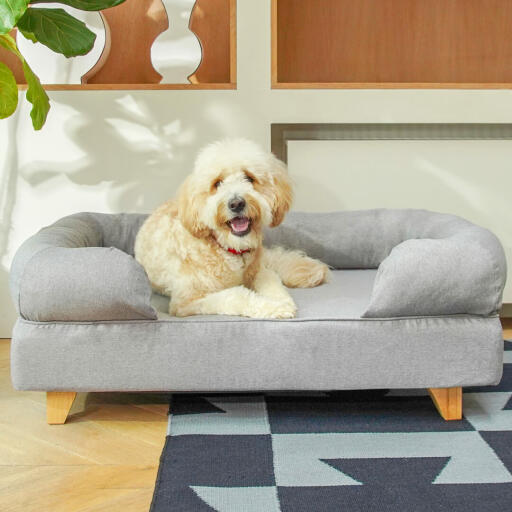 Dog Sitting on Topology Dog Bed with Bolster Topped and Wooden Feet