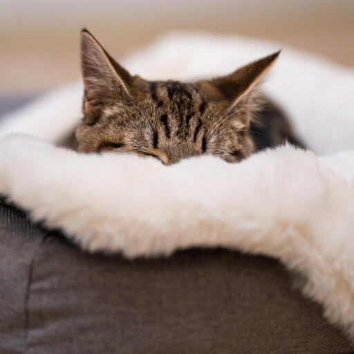 Luxury faux sheepskin cat blanket