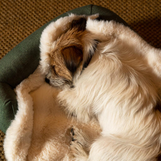 Scruffy terrier curled up asleep in fluffy blanket on green bed