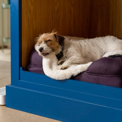 Scruffy terrier lying on a soft white blanket in a purple bed in a blue dog den