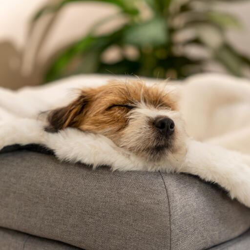 Terrier's head rests on the side of a grey dog bed with a faux sheepskin blanket