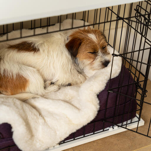 Scruffy terrier curled up on a luxury sheepskin blanket in a dog crate