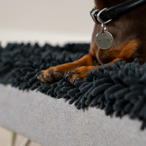 Teckel in a grey microfibre topper for the Topology washable dog bed