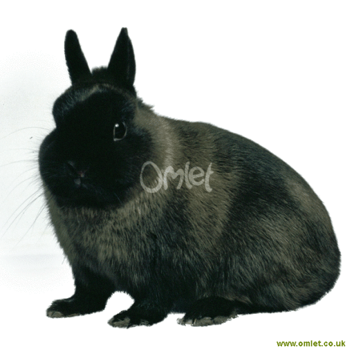 Netherland Dwarf Rabbit