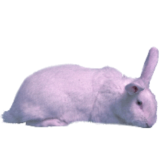 White NZ Rabbit