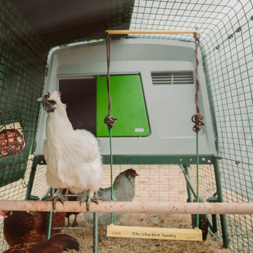 omlet chicken perch