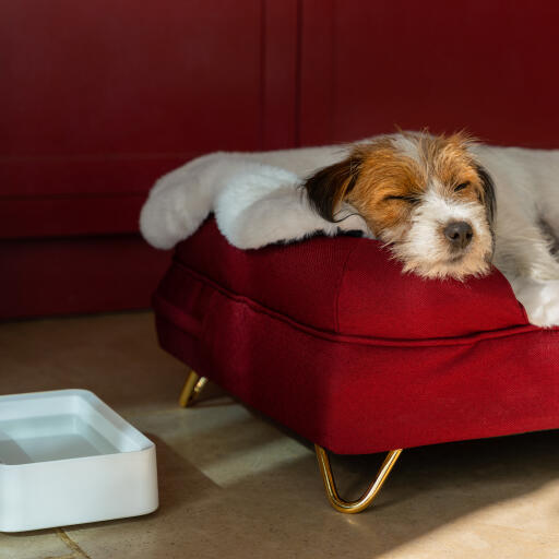 dog sleeping on his bolster dog bed