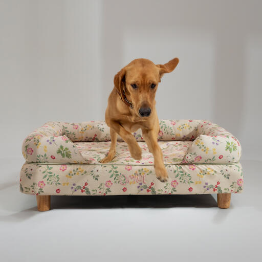 A Retriever jumping off of the Morning Meadow Bolster Dog Bed