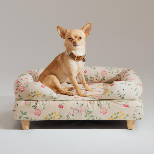 A Chihuahua sat on top of the memory foam bolster bed morning meadow