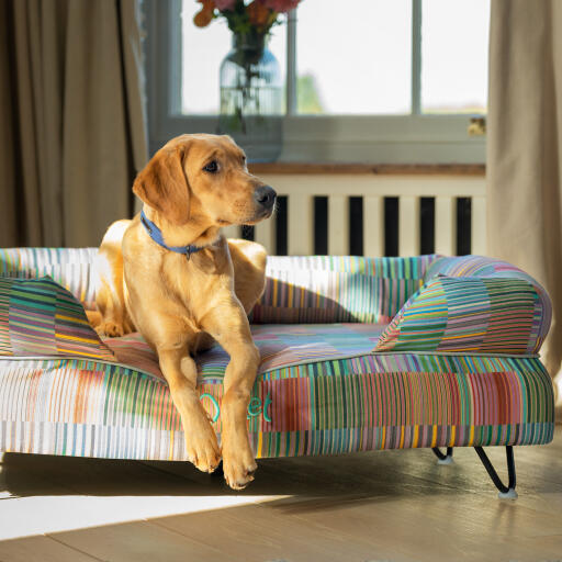 A  Retriever resting on top of the Pawsteps Electric Bolster dog bed