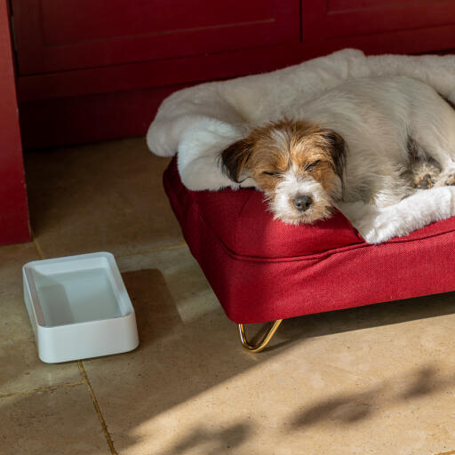 dog sleeping on his bolster dog bed