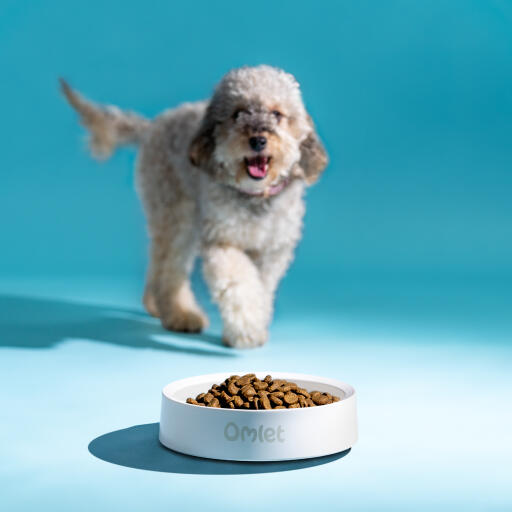 dog approaching a dog bowl with food in colour chalk