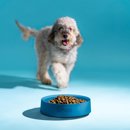 dog approaching a dog bowl with food in colour storm