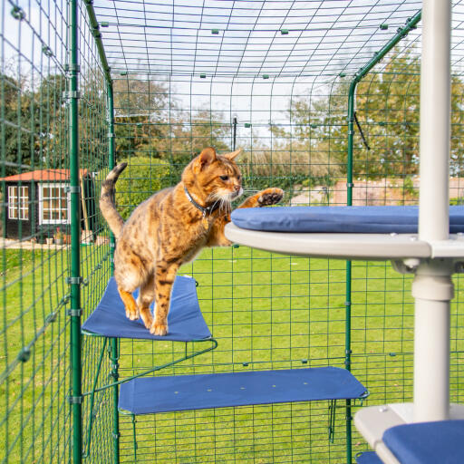 cat lying on blue outdoor cat shelf in catio outdoor run with drainage holes visible