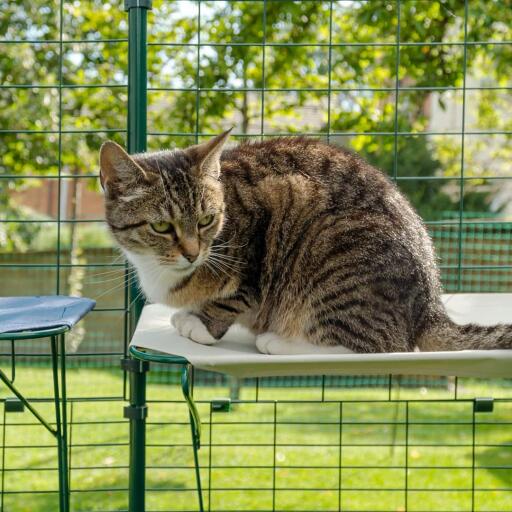 Cat sitting on White Waterproof Cat Shelf in Outdoor Catio