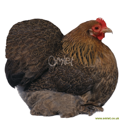 Pekin Bantam Chickens Pekin Bantam For Sale Chicken Breeds Pekin Bantam Chickens Pekin Bantam For Sale Chicken Breeds