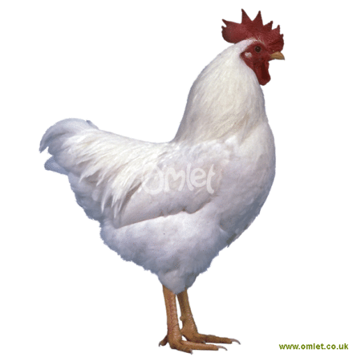 bantam white male