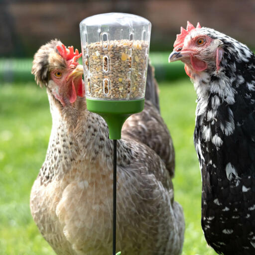 Chickens eating from the Omlet Peak Toy