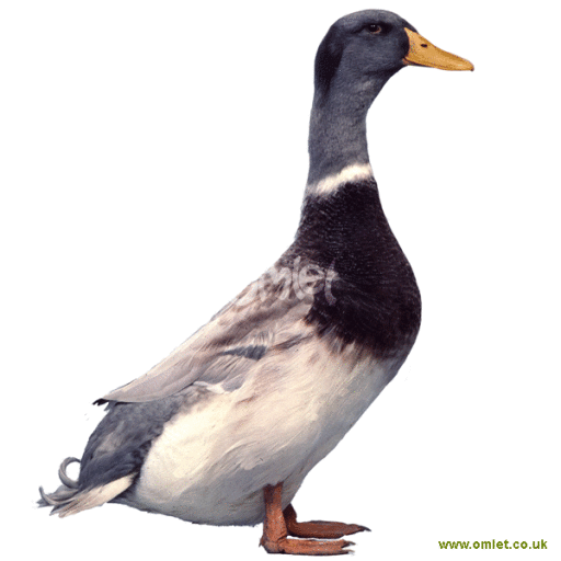 male