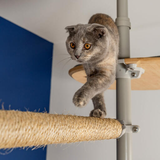 A cat walking along a cat tree horizontal pole