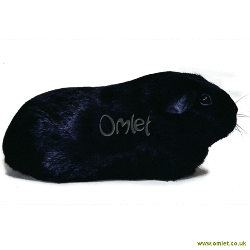 Black guinea store pig for sale