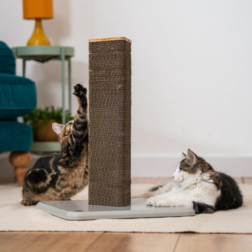 cat playing with a short cat scratching post