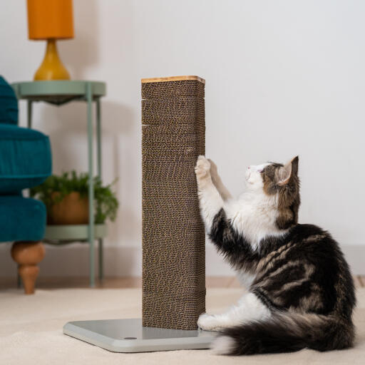 cat playing with a short cat scratching post