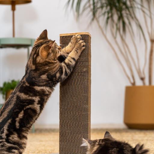 cat playing with a short cat scratching post