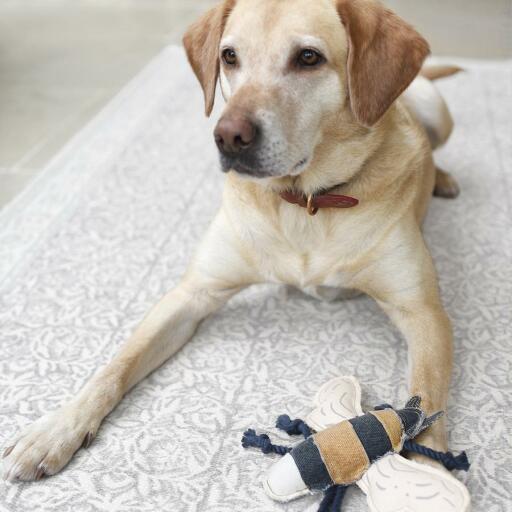 Dog with Dog Toy Bee