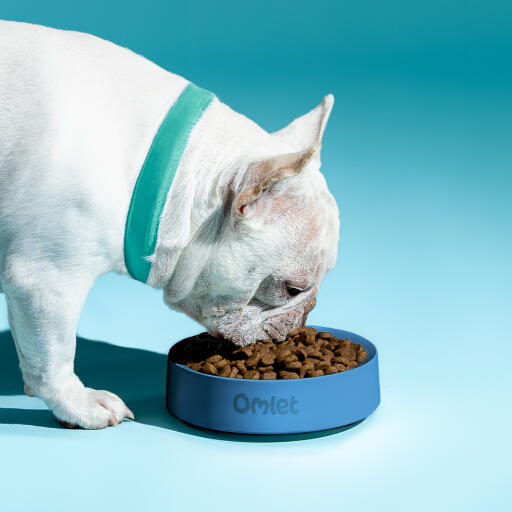 white french bulldog eating out of an omlet dog bowl in colour storm