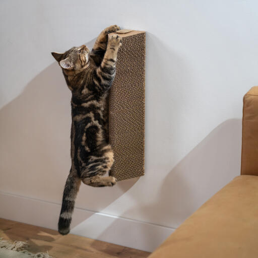 cat playing with the wall mounted scratching post