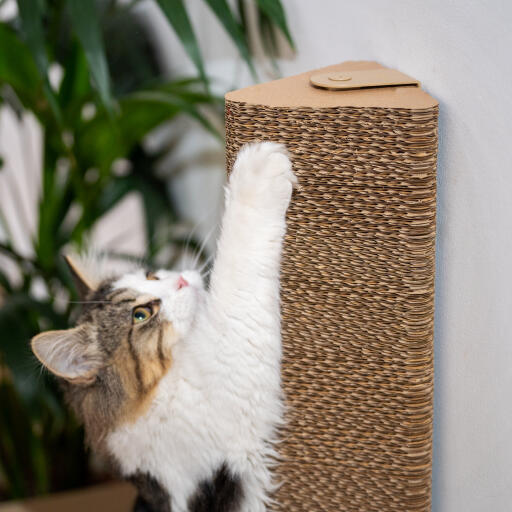 cat playing with the wall mounted scratching post