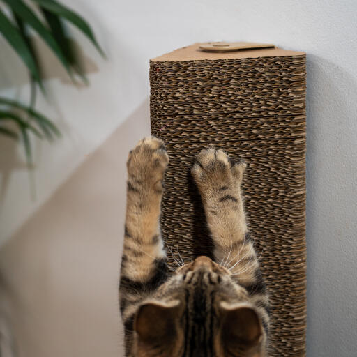 cat playing with the wall mounted scratching post