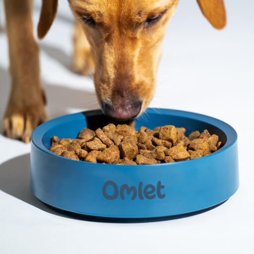 retriever eating out of an omlet dog bowl in colour storm